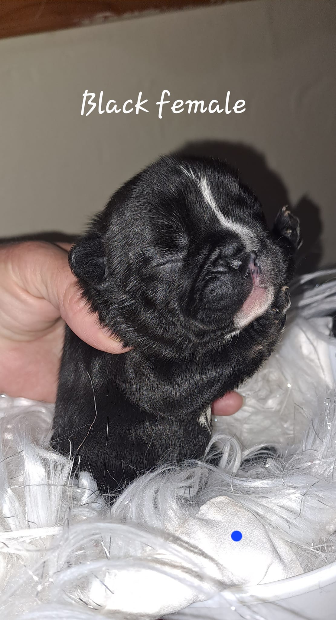 french-bulldog-black-female